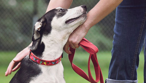 Certified Dog Trainers for Better Behavior in Phoenix